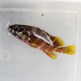 画像: 《近海産海水魚》アカハタ(Sサイズ)…ハンドコート採取