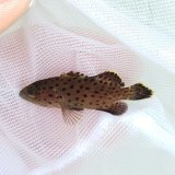 画像: 《近海産海水魚》【激レア】シラヌイハタ　幼魚…当店ハンドコート採取