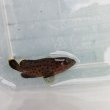 画像2: 《近海産海水魚》【激レア】シラヌイハタ　幼魚…当店ハンドコート採取