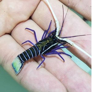 画像: 《近海産甲殻類》ゴシキエビ (珍サイズ)…当店ハンドコート採取(素潜りで捕りました)
