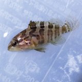 画像: 《近海産海水魚》チャイロマルハタ　 ベビー…当店ハンドコート採取