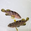 画像1: 《近海産海水魚》【珍】ノミノクチ　幼魚・・・当店ハンドコート採取　