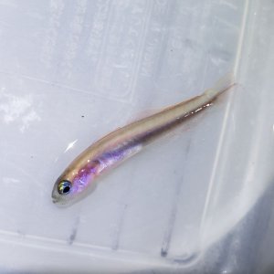 画像: 《近海産》☆★☆ハナハゼ　幼魚…当店ハンドコート採取