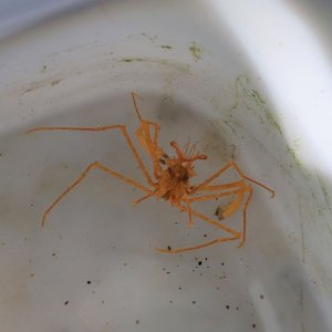 画像: 《近海産甲殻類》トゲミズヒキガニ属の1種…ハンドコート採取