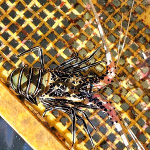 画像: 《近海産甲殻類》ゴシキエビ(Mサイズ) …ハンドコート採取