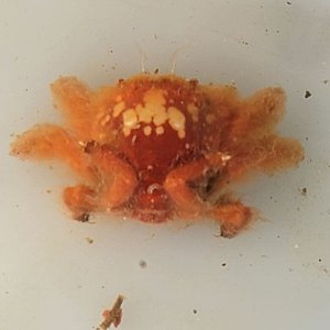 画像: 《近海産甲殻類》キヌゲカムリ（画像の個体です）…ハンドコート採取
