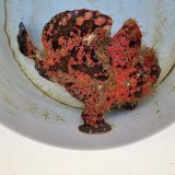 画像: 《近海産海水魚》【激美模様】オオモンカエルアンコウ（画像の個体です）…ハンドコート採取