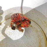 画像: 《近海産海水魚》【美模様】オオモンカエルアンコウ（画像の個体です）…ハンドコート採取