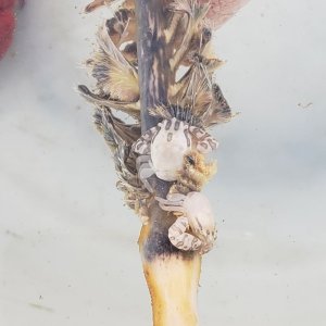 画像: 《近海産甲殻類》ウミエラカニダマシ　2匹（ウミエラ付き）・・ハンドコート採取