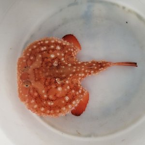 画像: 《近海産海水魚》☆★☆アカグツ【画像の個体です】…ハンドコート採取