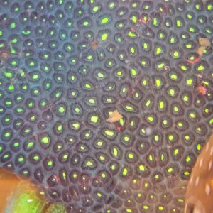 画像: 《近海産海洋生物類》キクメイシの仲間（4Lサイズ）