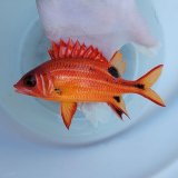 画像: 《近海産海水魚》【レア捕獲】スミツキカノコ…ハンドコート