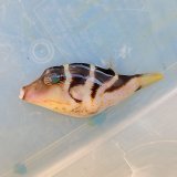 画像: 《近海産海水魚》ハナキンチャクフグ‥ハンドコート採取