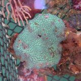 画像: 《近海産海洋生物類》コマルキクメイシ