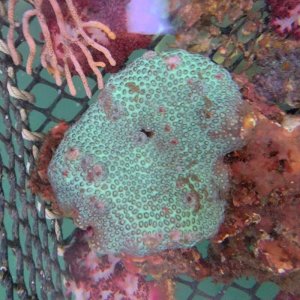 画像: 《近海産海洋生物類》コマルキクメイシ