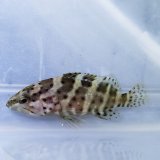 画像: 《近海産海水魚》【レアサイズ】ヤイトハタ 幼魚・・・当店 ハンドコート個体