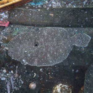 画像: 《近海産海水魚》ガンゾウビラメ…ハンドコート採取