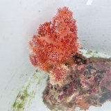 画像: 《近海産海洋生物》トゲトサカ(土台付き)…ハンドコート採取