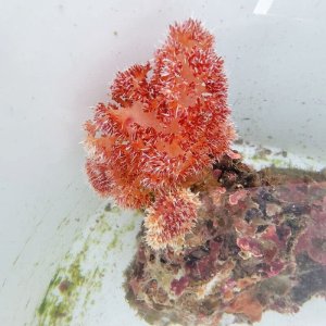 画像: 《近海産海洋生物》トゲトサカ(土台付き)…ハンドコート採取