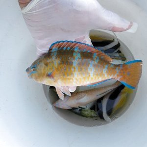 画像: 《近海産海水魚》【美色】ヒブダイ(雌型）…ハンドコート採取