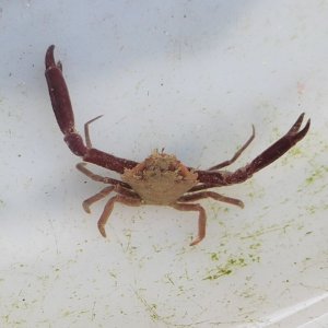 画像: 《近海産甲殻類》コマチガニの仲間(画像の個体です)