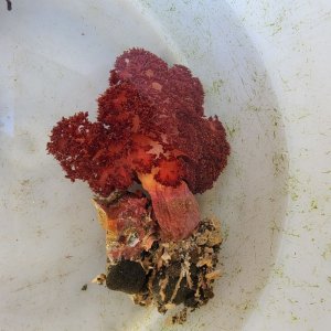 画像: 《近海産海洋生物》トゲトサカの仲間…ハンドコート採取