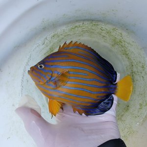 画像: 《近海産海水魚》★☆キンチャクダイ【goodsize】…近海ハンドコート採取