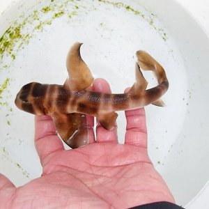 画像: 《近海産海水魚》ネコザメベビー（1匹）☆手のりサイズ☆…ハンドコート採取