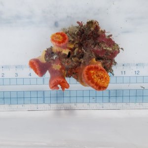 画像: 《近海産海洋生物》オオイボヤギ