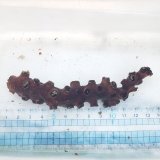 画像: 《近海産海洋生物》ナンヨウキサンゴ