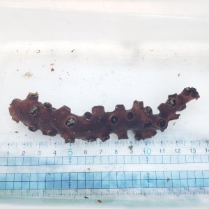 画像: 《近海産海洋生物》ナンヨウキサンゴ