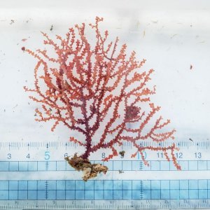 画像: 《近海産海洋生物》トゲナシヤギ
