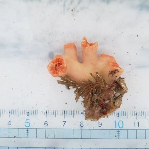 画像: 《近海産海洋生物》シロバナキサンゴ