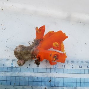 画像: 《近海産海洋生物》エントウキサンゴ