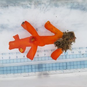画像: 《近海産海洋生物》エントウキサンゴ