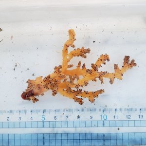 画像: 《近海産海洋生物》ニクイロクダヤギ