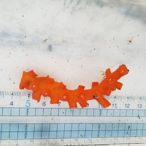 画像: 《近海産海洋生物》ボシュマキサンゴ