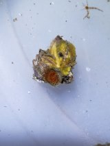 画像: 《近海産海洋生物》ジョウガシマチョウジガイ