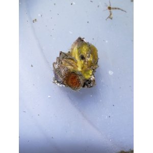 画像: 《近海産海洋生物》ジョウガシマチョウジガイ