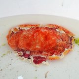 画像: 《近海産甲殻類》☆★ミカドウミウシ…ハンドコート採取
