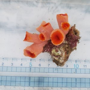 画像: 《近海産海洋生物》オオエダキサンゴ