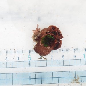 画像: 《近海産海洋生物》ナンヨウキサンゴ（イボヤギ型）