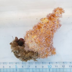 画像: 《近海産海洋生物》トゲトサカの仲間