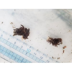 画像: 《近海産海洋生物》イボヤギミノウミウシ（ナンヨウキサンゴ捕食タイプ）