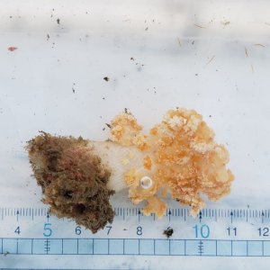 画像: 《近海産海洋生物》トゲトサカの仲間