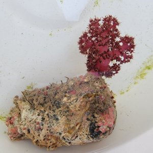 画像: 《近海産海洋生物》トゲトサカ(土台付き)…ハンドコート採取