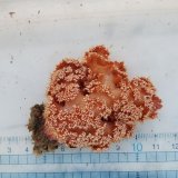 画像: 《近海産海洋生物》トゲトサカの仲間