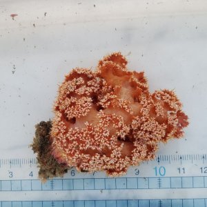 画像: 《近海産海洋生物》トゲトサカの仲間