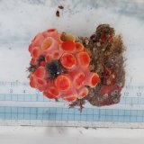 画像: 《近海産海洋生物》タバネイボヤギ