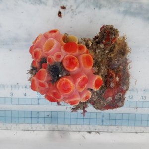 画像: 《近海産海洋生物》タバネイボヤギ
